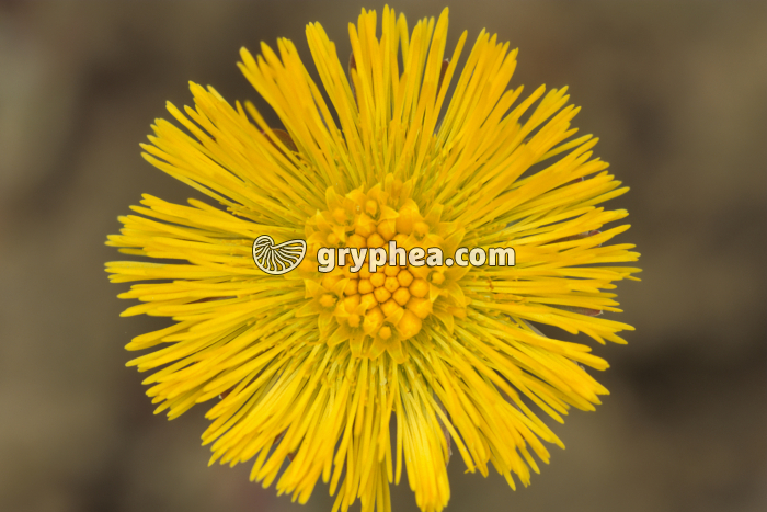 Tussilages (Tussilago farfara) - fleur épanouie - gryphea.com